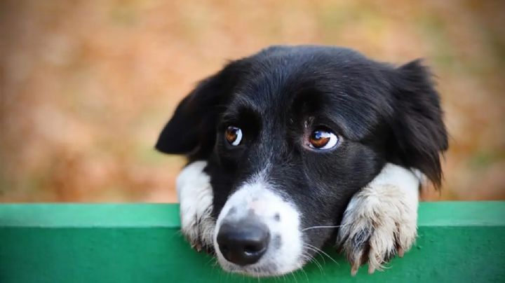 Nuevo caso de maltrato animal en Hidalgo: jóvenes arrojan lomitos a un canal | VIDEO