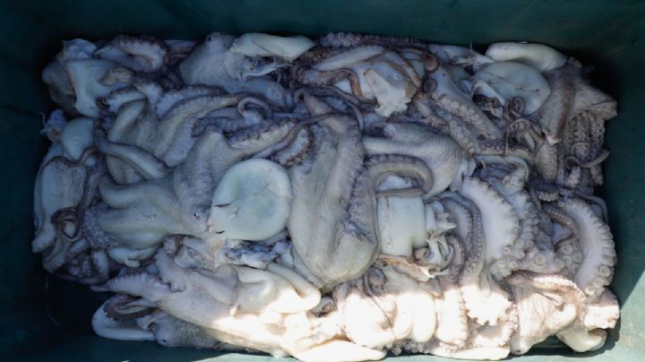 Exportan pulpo de Yucatán a Europa; genera más de 12 mil empleos y más de 500 millones de pesos