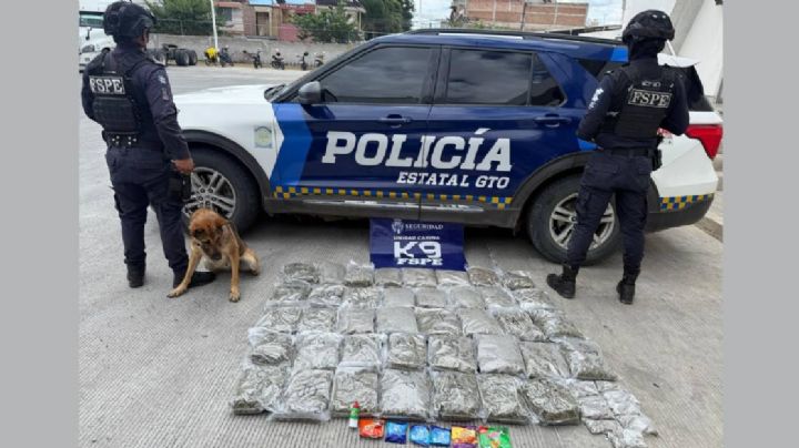 Entre papitas y dulces perro policía halla 20 kilos de droga en paquetería de León