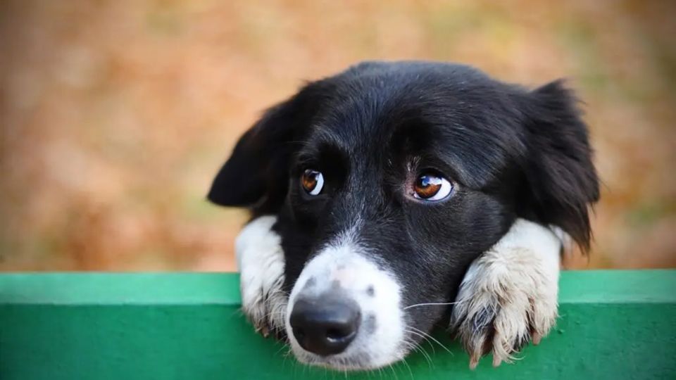 Los perros ladraron de dolor al caer sobre el canal y los escombros que llevaba
