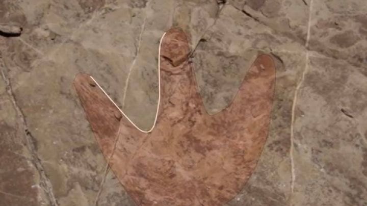 Investigadores del INAH analizan supuestas huellas de dinosaurios detectadas en Puebla