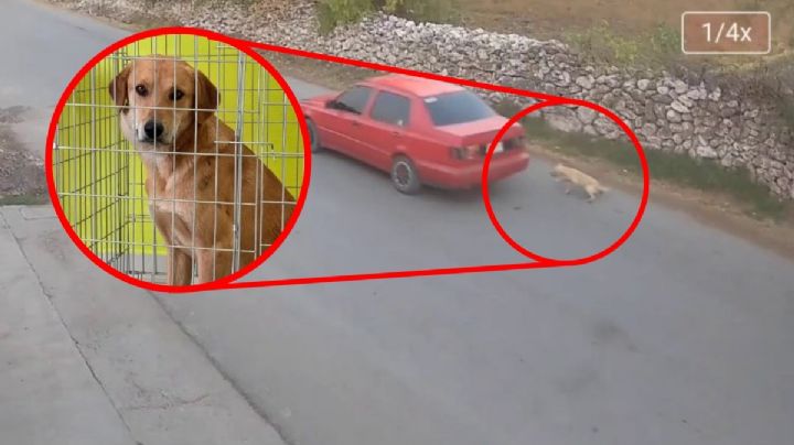 Vinculan a proceso a maltratador del Güero, perro criollo, en Atitalaquia