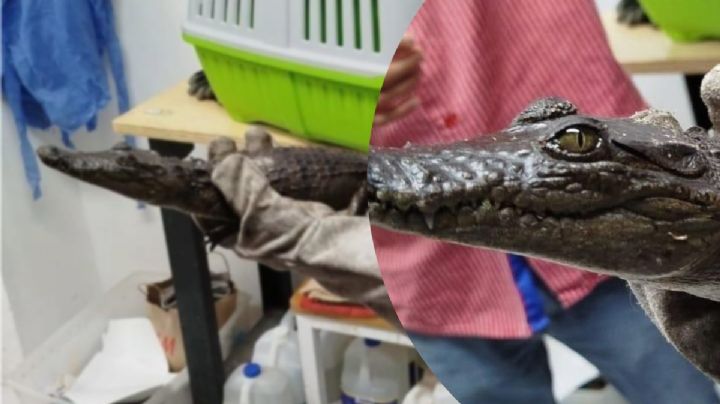 Entregan cocodrilo ilegal en Tlaxiaca, al crecer iba a ser un riesgo | FOTOS