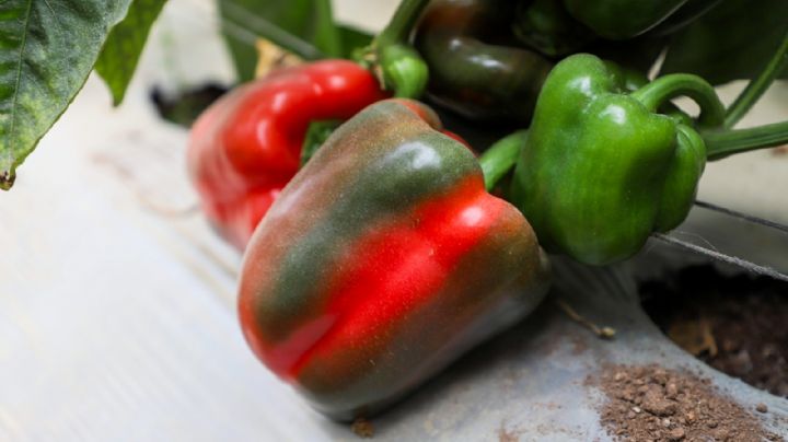 ¡Por fin! Japón abre sus puertas al pimiento morrón mexicano