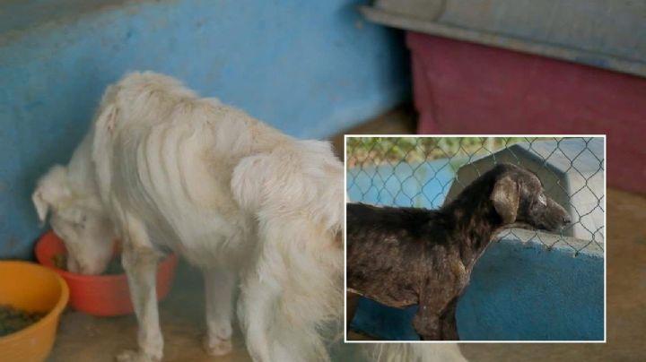 Rescatan 53 perros y gatos en pésimas condiciones del refugio “La Roca” en Medellín