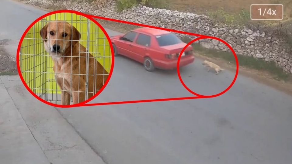 El perro fue rescatado y evaluado, ante lo cual no sufrió heridas de gravedad