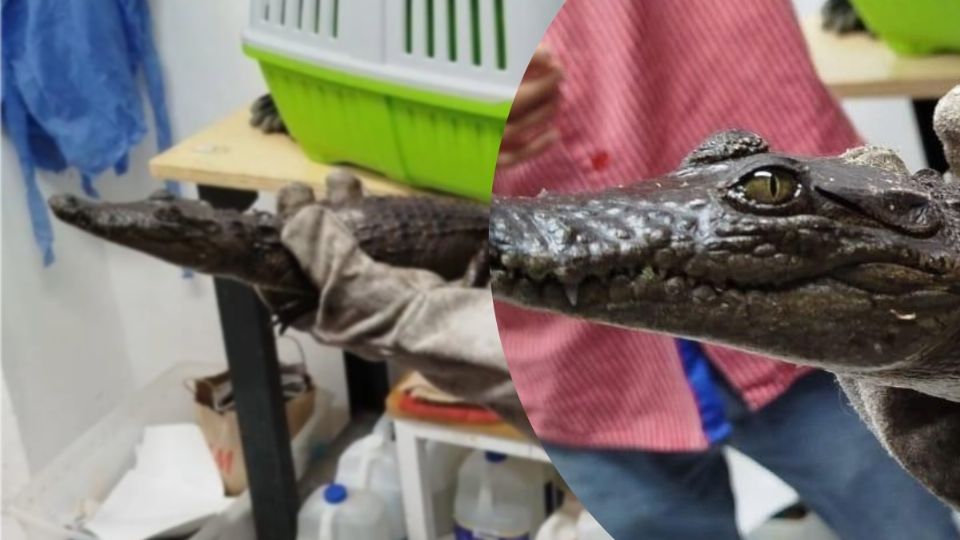 El cocodrilo es apenas un bebé, pero crecerá y podría ser un riesgo