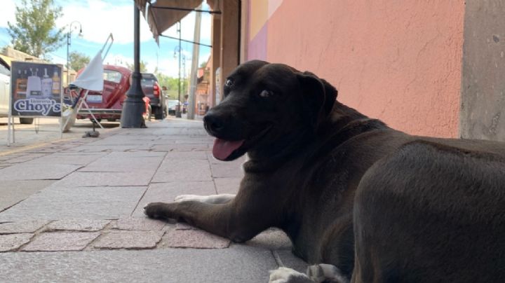 Cada vez más perros son abandonados a su suerte en Jalpa de Cánovas