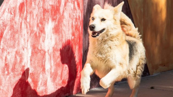 Rescatan a 147 perritos y gatitos de maltrato animal en Mineral de la Reforma