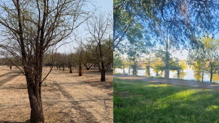 Vuelven a la vida los ahuehuetes del Parque Metropolitano