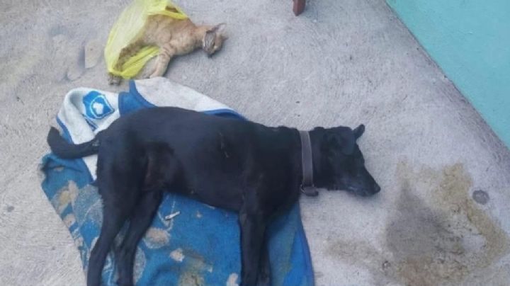 Confirman envenenamiento masivo de perros y gatos en San José Iturbide