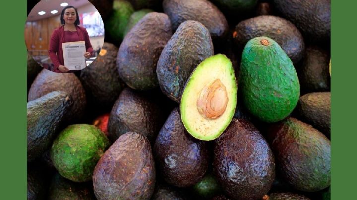 Tendría Veracruz Ley para la producción y comercialización del Aguacate