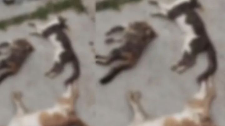 "Nos llena de rabia": Libia sobre envenenamiento masivo en Guanajuato