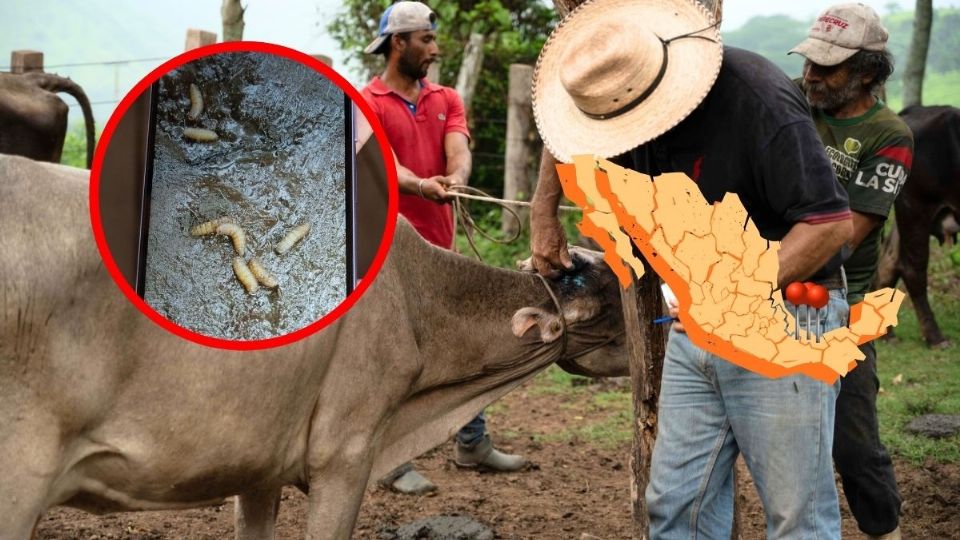 casos de gusano barrenador de ganado en Veracruz 498 casos en estos 30 municipios