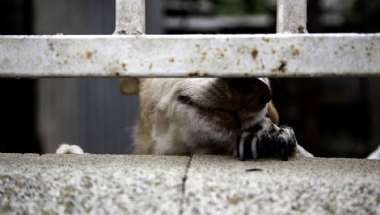 La crueldad contra los seres sintientes