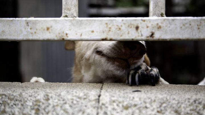 La crueldad contra los seres sintientes