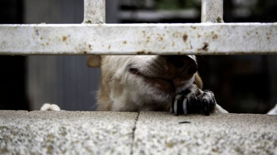 En hidalgo, desde el año 2005, se promulgó la Ley de Protección y Trato Digno para los Animales