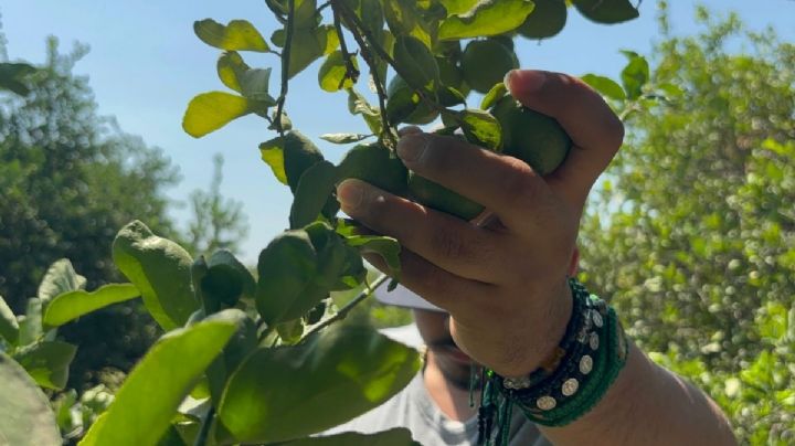 Productores de limón castigados por Los Viagras con 4 pesos de extorsión por cada kilo