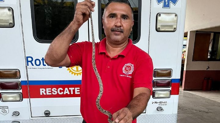 Serpiente Mahuaquite ataca a 2 personas en la Huasteca, una de las más letales