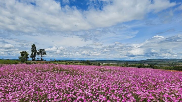 ¿Qué es esa flor que tiñe de color lila los campos de Guanajuato?