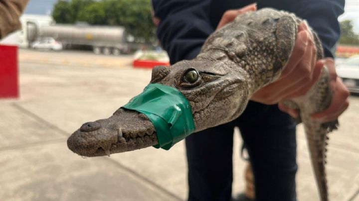 Cocodrilo capturado en Cuautitlán Izcalli: el tercer caso que alarma a vecinos de Lago de Guadalupe