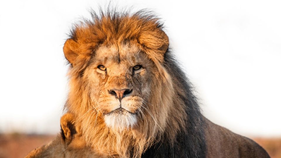 El operativo de seguridad se ejecutó en un domicilio de la colonia Matilde