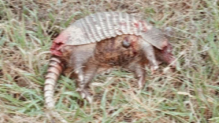 Senderistas matan la fauna en el cerro del Palenque en San Francisco