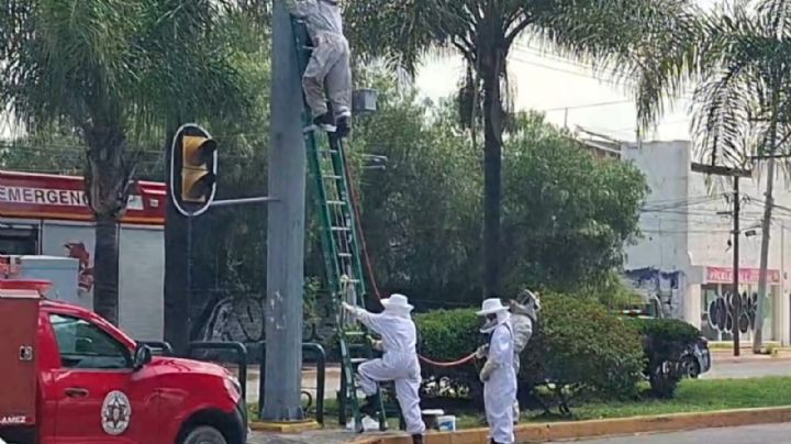 Tocó un panal gigante y provocó el ataque de las abejas