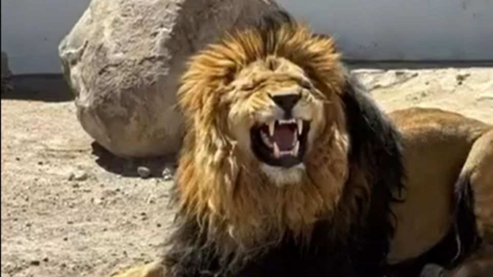 En un comunicado, Stephanie Rico aseguró que realizará las acciones necesarias para defender la legalidad y el bienestar de sus animales