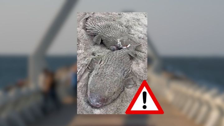Mar arroja dos peces globos muertos en playa de Coatzacoalcos