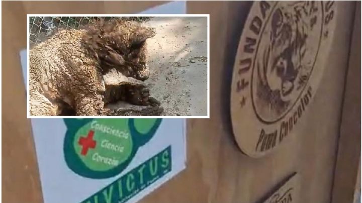 Osa Mina de Nuevo León es traída hasta Pachuca para atención en la Fundación Invictus