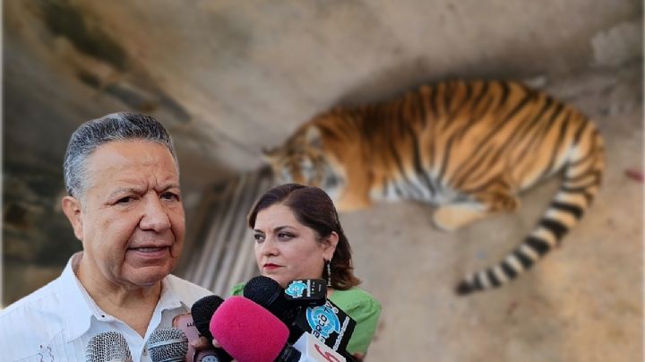 Tener leones y tigres, “una excentricidad”: gobernador de Hidalgo