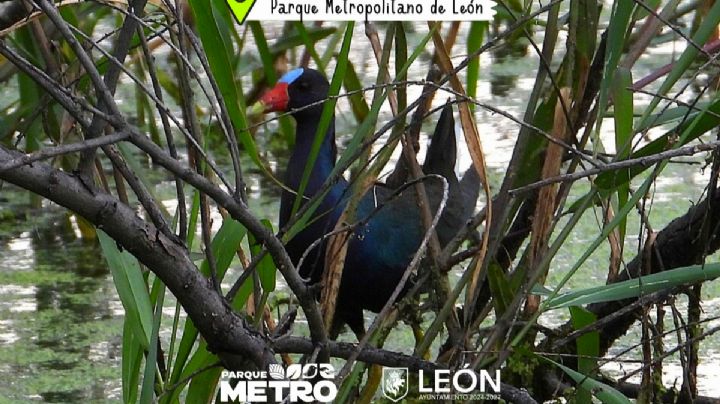 Avistan gallinetas moradas en el Parque Metropolitano de León