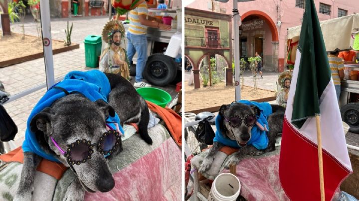 Envenenan al perro Negrito; se salva y ahora lo cuida San Juditas