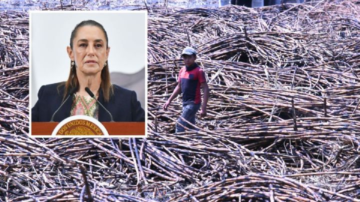 La propuesta que presentó Sheinbaum para beneficiar a productores cañeros de Veracruz