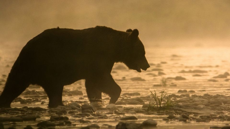 Este es el inicio de una nueva vida para Mina, sin dolor y con trato digno