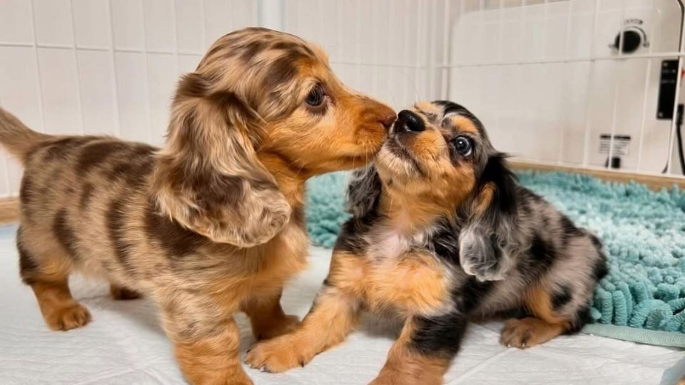 Buscan garantizar el bienestar de las mascotas después de una separación