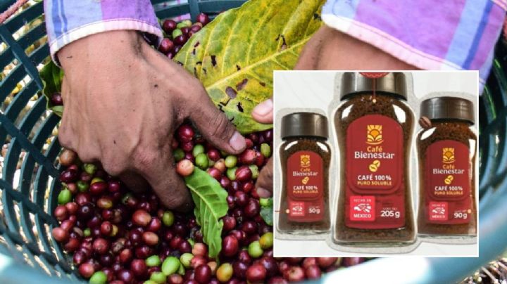 Esto costará el café del Bienestar, hecho con granos de Veracruz