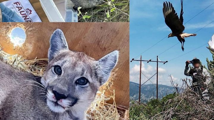 Profepa libera a 19 animales silvestres en Hidalgo; un cachorro de puma vuelve a su hábitat