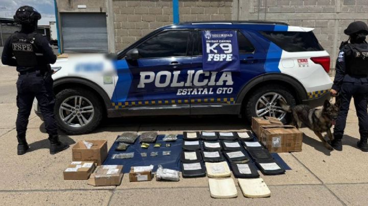 Un perro policía detecta mariguana en paquetería de Bugambilias