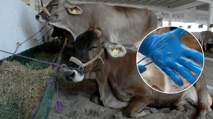 Ganaderos de Nuevo León alertan por gusano barrenador y piden apoyo urgente