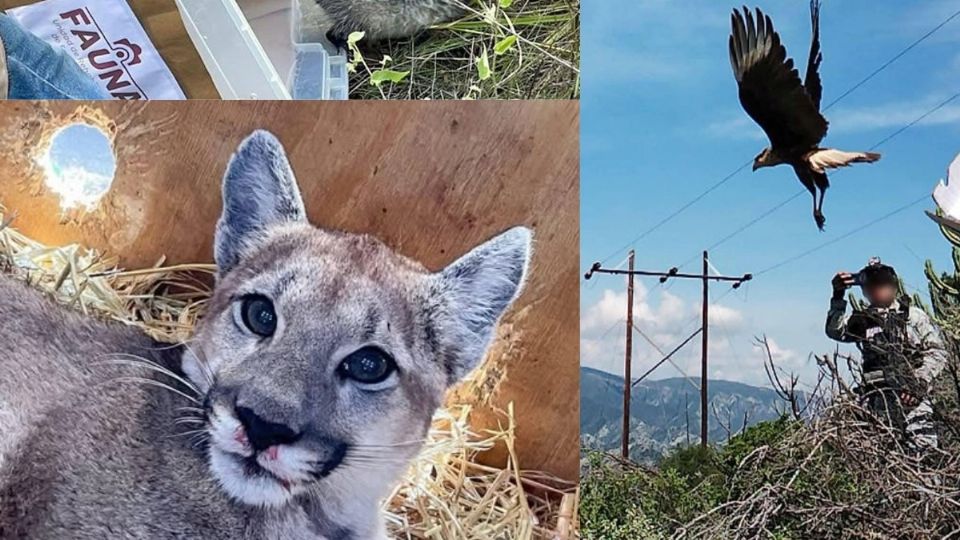 Luego de semanas de recuperación, el pumita logró sobrevivir y regresar a su entorno natural.