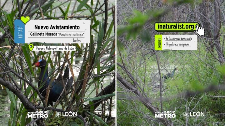 ¿De dónde llegaron las gallinetas moradas a la presa de El Palote? Viajan miles de kilómetros