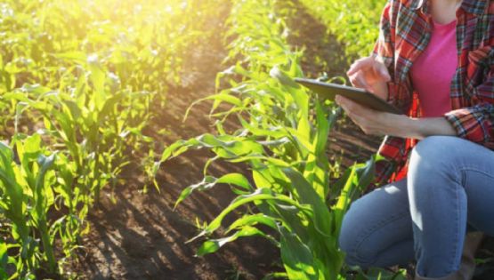 Mujeres en la política ejidal