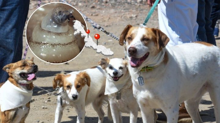 Gusano barrenador llega a perros en Veracruz: está activo en estos 13 municipios en 2026