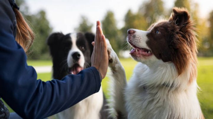 Perros aprenden palabras como los niños pequeños, según estudios científicos