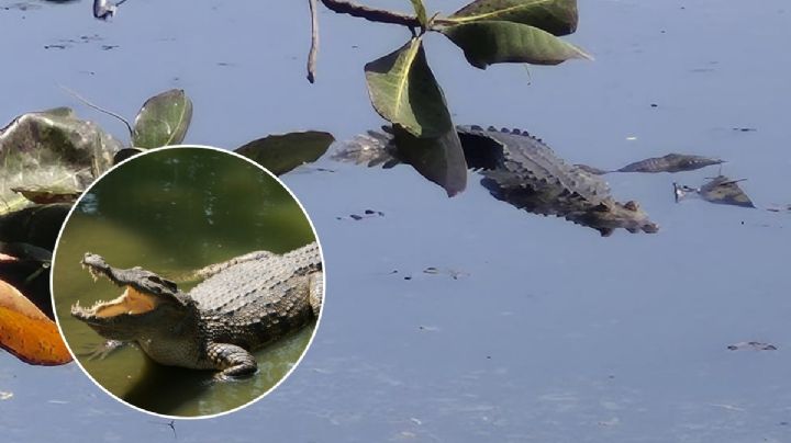 Captan a cocodrilo en laguna de Geo Los Pinos del puerto de Veracruz