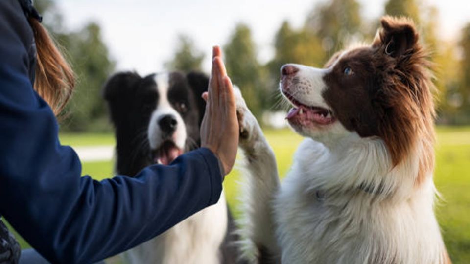 científicos han descubierto que los perros son capaces de desarrollar cieto tipo de lenguaje
