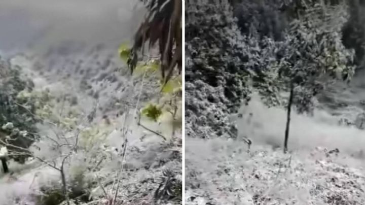 Nevó en la Sierra de Querétaro, en la frontera con Sierra Gorda de Guanajuato