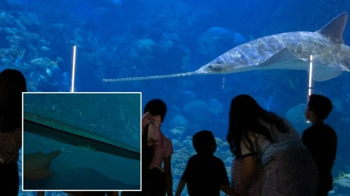 Por esta razón se filtraba agua en pecera del Aquarium de Veracruz